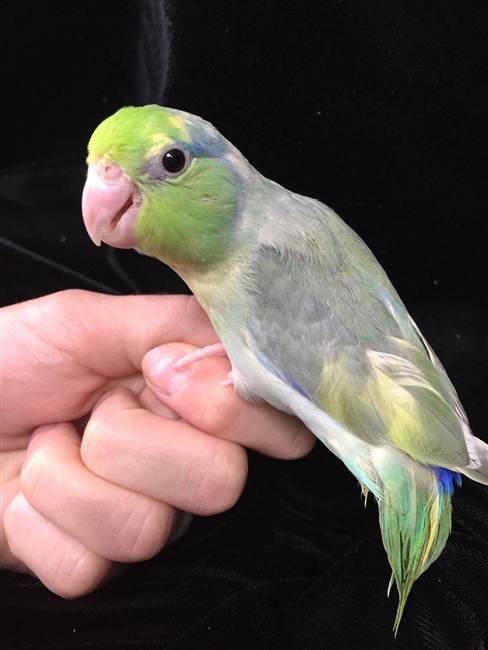 Parrotlet - Turquoise Pied Male