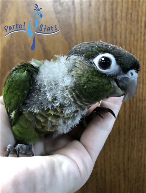 Baby Green Cheek Conure For Sale