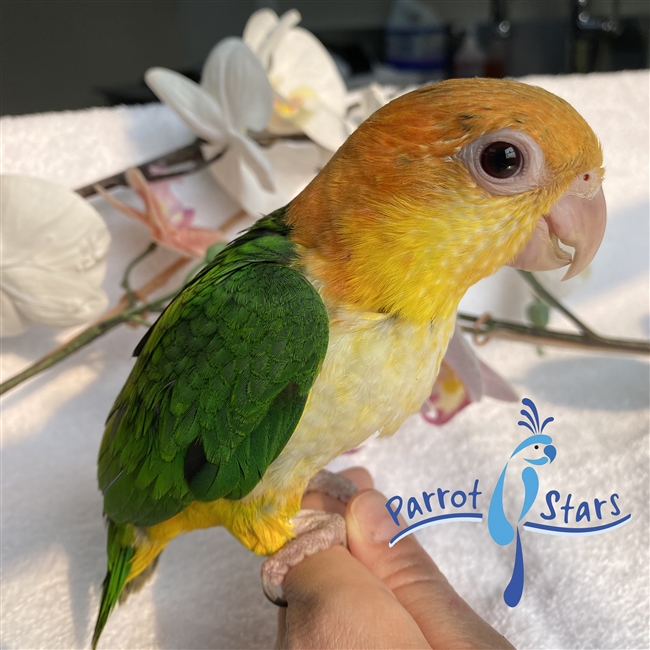 White Bellied Caique - Female