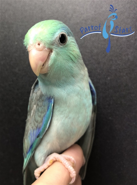 Baby Parrotlet For Sale