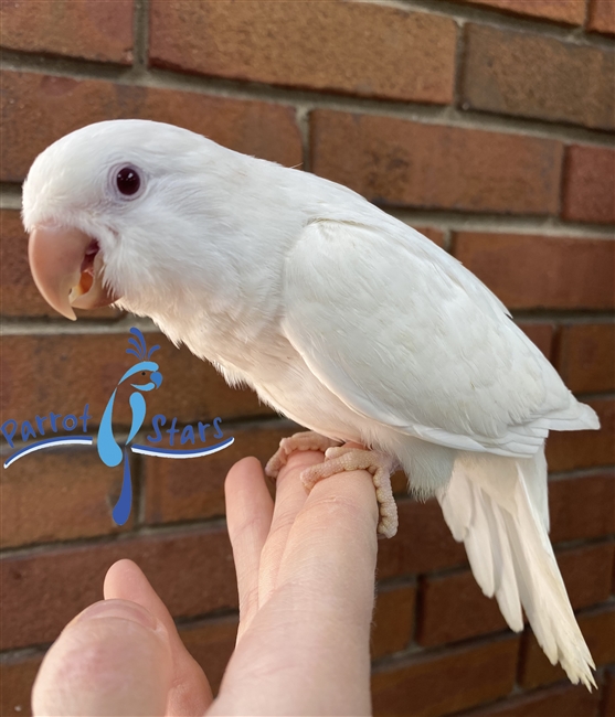 Quaker Parrot, Monk Parakeet For Sale