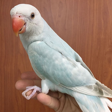 Indian Ringneck Parakeet Lace Wing Female,Drink Recipes Kid Friendly