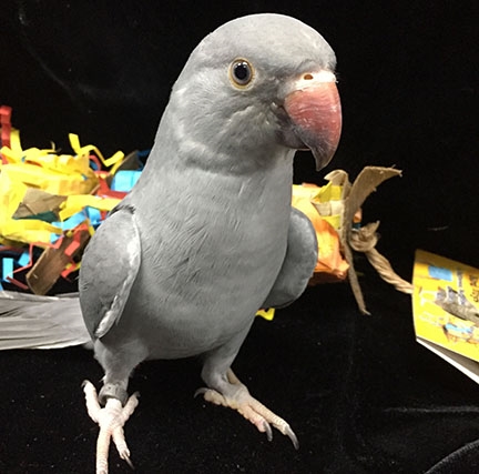 Hello! Today I brought home a baby albino indian ring neck! I need all the  help/advice I can get!! Thank u : r/parrots