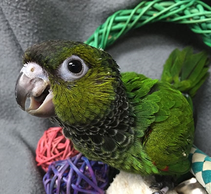 Black Capped Conure,How To Bleach Clothes Tie Dye